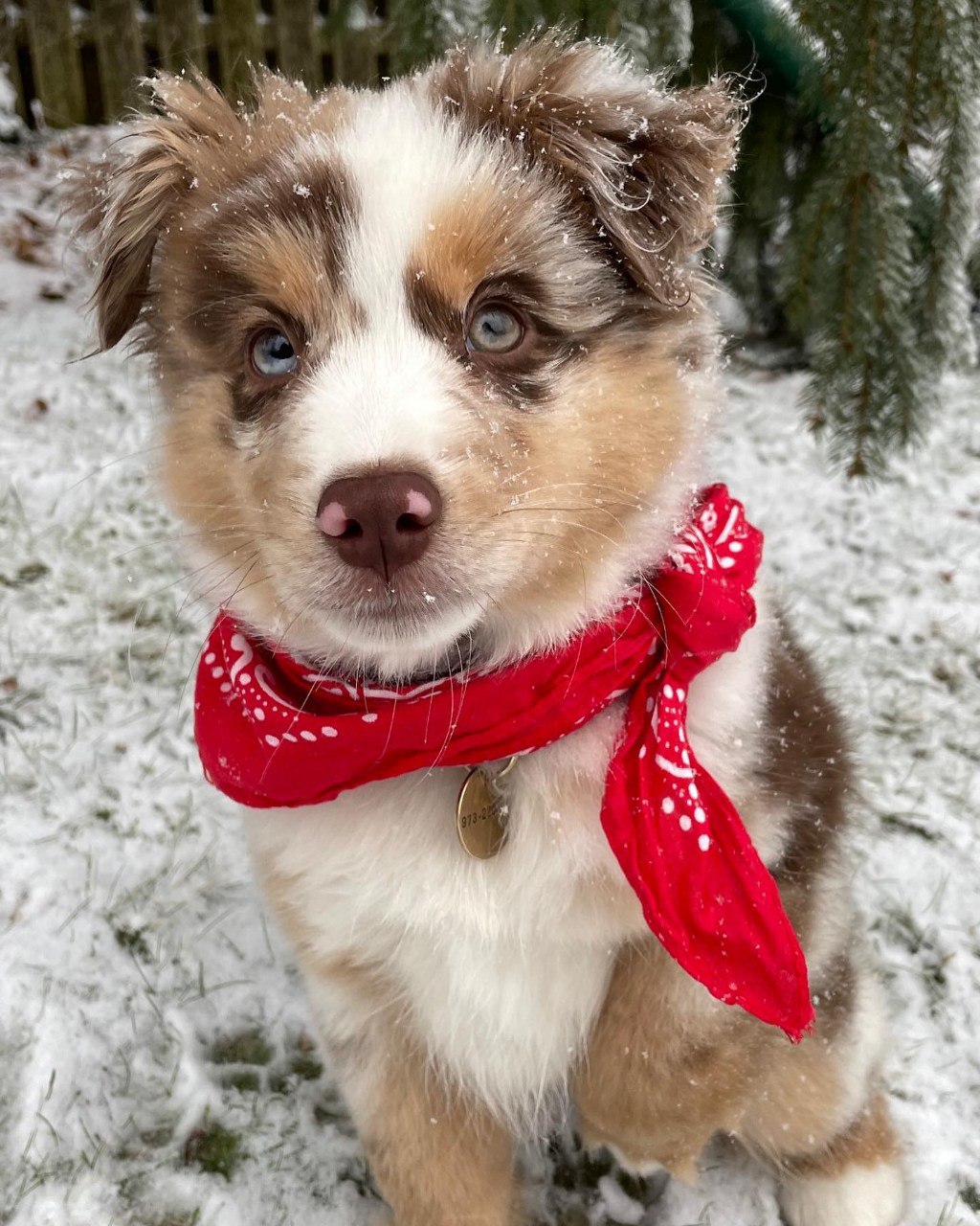 Tracy - Australian Shepherd Puppy